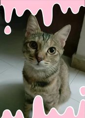 Niao Niao - Domestic Short Hair Cat