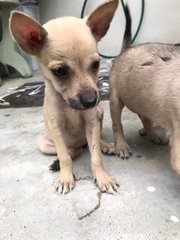 Coffee - Mixed Breed Dog