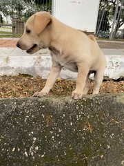 Tiger - Mixed Breed Dog