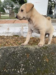 Tiger - Mixed Breed Dog