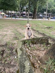 Tiger - Mixed Breed Dog