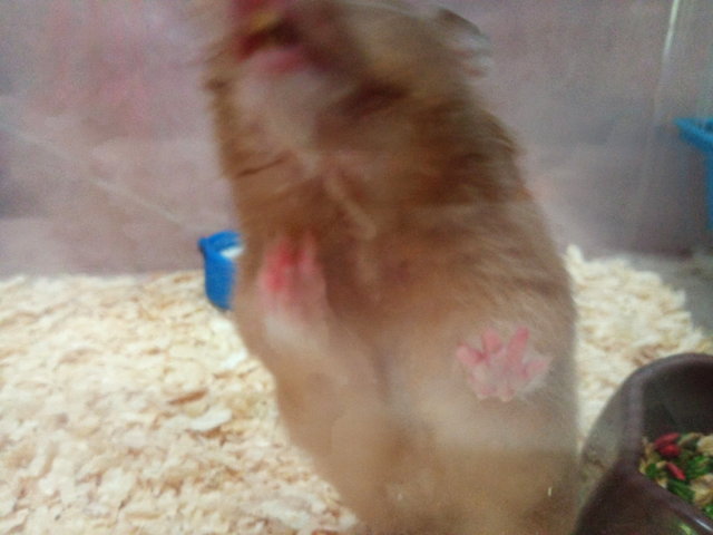 Radon - Syrian / Golden Hamster Hamster