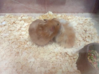 Radon - Syrian / Golden Hamster Hamster