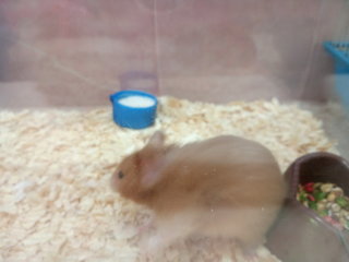 Radon - Syrian / Golden Hamster Hamster