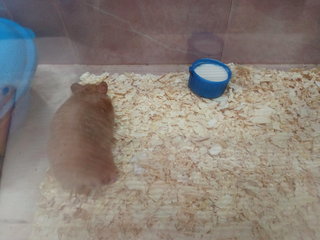 Radon - Syrian / Golden Hamster Hamster