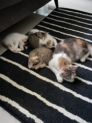 Mother Cat And Kittens - Domestic Medium Hair Cat