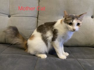 Mother Cat And Kittens - Domestic Medium Hair Cat