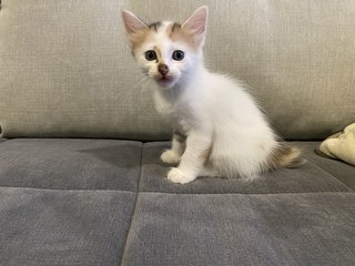 Mother Cat And Kittens - Domestic Medium Hair Cat