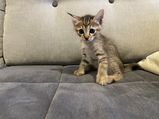 Mother Cat And Kittens - Domestic Medium Hair Cat