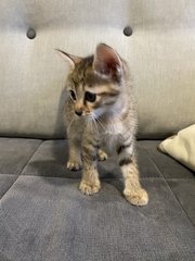 Mother Cat And Kittens - Domestic Medium Hair Cat