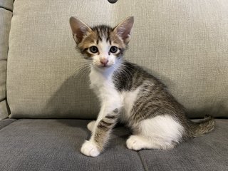 Mother Cat And Kittens - Domestic Medium Hair Cat