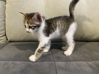 Mother Cat And Kittens - Domestic Medium Hair Cat