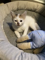 Mother Cat And Kittens - Domestic Medium Hair Cat