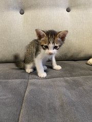 Mother Cat And Kittens - Domestic Medium Hair Cat