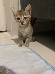 Mother Cat And Kittens - Domestic Medium Hair Cat