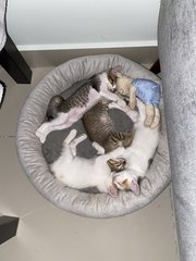 Mother Cat And Kittens - Domestic Medium Hair Cat