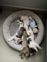 Mother Cat And Kittens - Domestic Medium Hair Cat