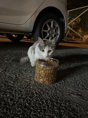 Mother Cat And Kittens - Domestic Medium Hair Cat