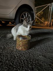 Mother Cat And Kittens - Domestic Medium Hair Cat