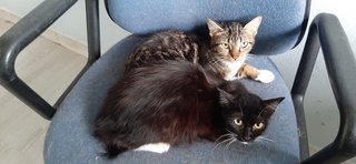 Tiga N Tuxy - Domestic Short Hair + Domestic Long Hair Cat