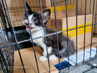 Adek - Domestic Short Hair Cat