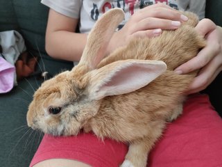 Brownie - Belgian Hare Rabbit