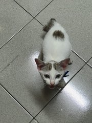 Soya  - Domestic Short Hair Cat