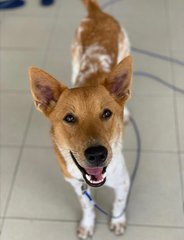 Lala Girl - Shiba Inu Mix Dog