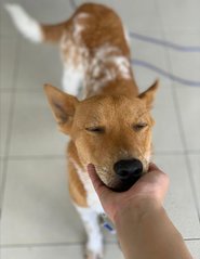 Lala Girl - Shiba Inu Mix Dog