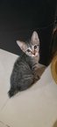 PF103725 - Domestic Short Hair Cat