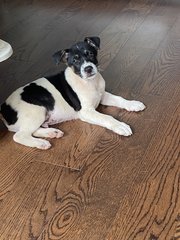 Winston - Mixed Breed Dog