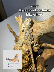 Bearded Dragon - Lizard + Iguana Reptile