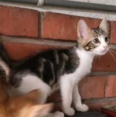 5 Siblings For Adoption  - Domestic Short Hair Cat