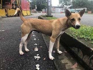 Jane - Mixed Breed Dog