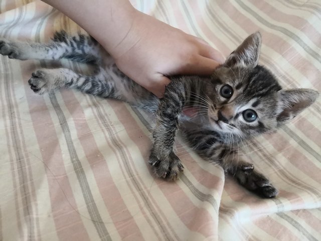 Chubby - Domestic Medium Hair Cat