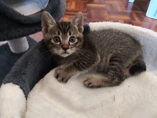 Chubby - Domestic Medium Hair Cat