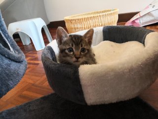 Chubby - Domestic Medium Hair Cat