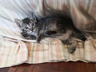 Chubby - Domestic Medium Hair Cat