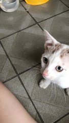 Soya The Kitten - Domestic Short Hair Cat