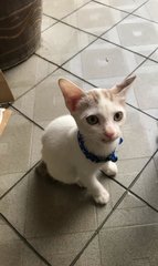 Soya The Kitten - Domestic Short Hair Cat