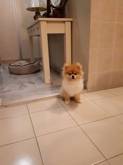 PF103768 - Pomeranian Dog