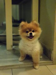 PF103768 - Pomeranian Dog