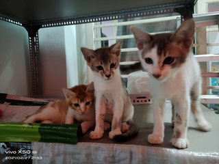 Babies - Domestic Short Hair Cat