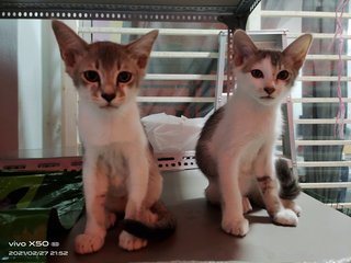 Babies - Domestic Short Hair Cat