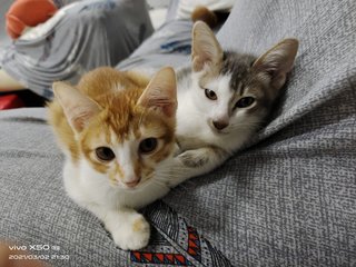 Babies - Domestic Short Hair Cat