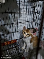 Babies - Domestic Short Hair Cat