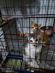 Babies - Domestic Short Hair Cat