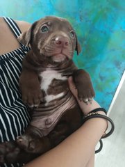 Pitbull Puppy - Pit Bull Terrier Dog