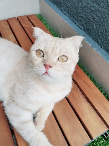 Qiqi - Scottish Fold Cat