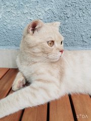 Qiqi - Scottish Fold Cat